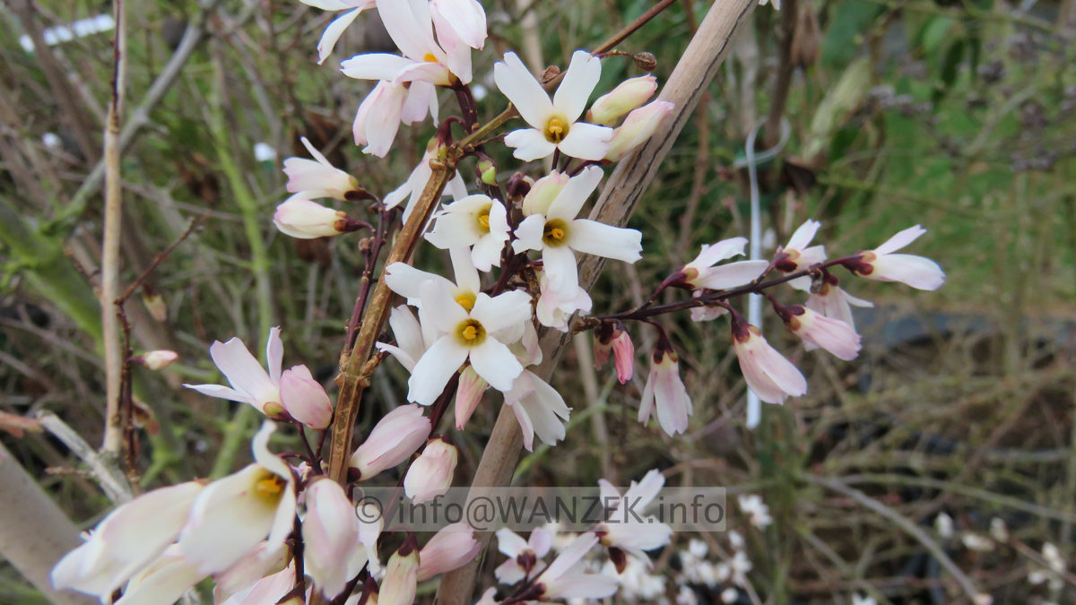 Abeliophyllum distichum 004 Blueten nah.JPG